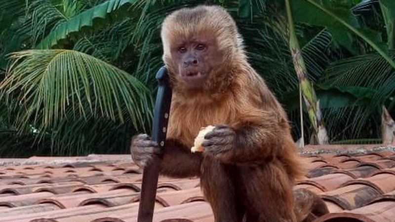 Fatos Inusitados! #21 – Macaco invade casa, quebra pratos e rouba faca!
